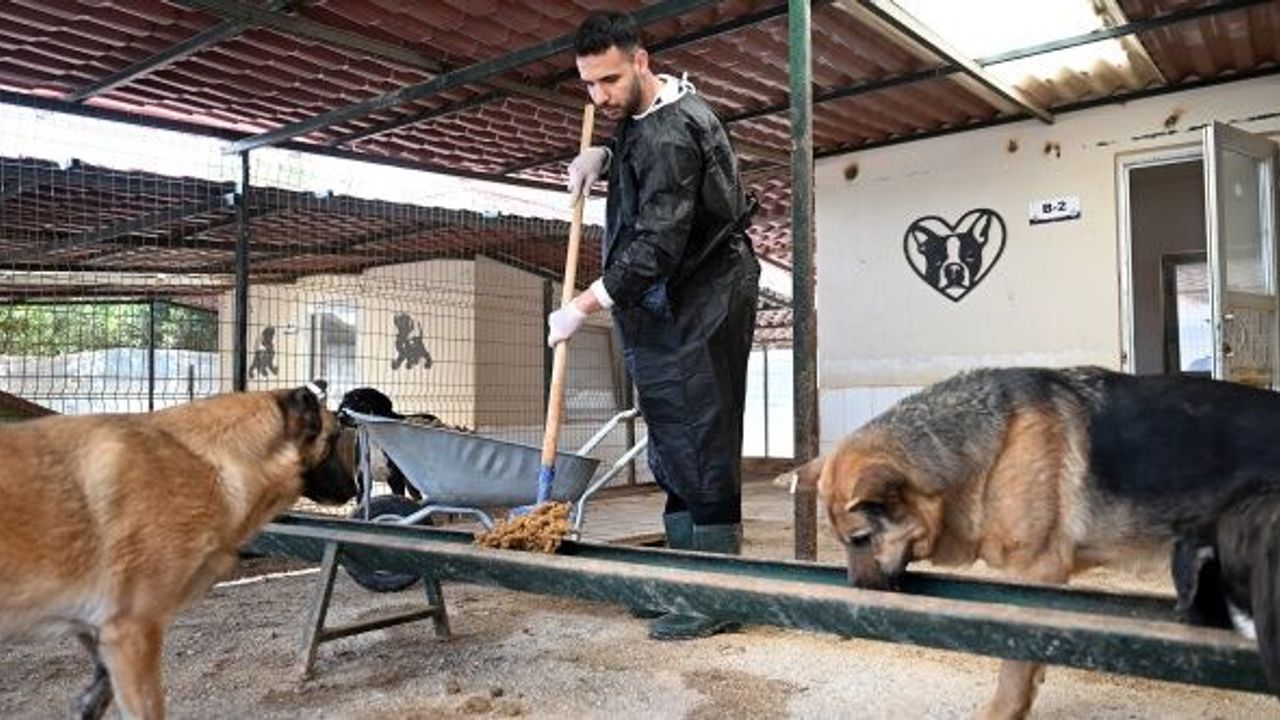 Mersin sokak hayvanları için gönüllülerle el ele