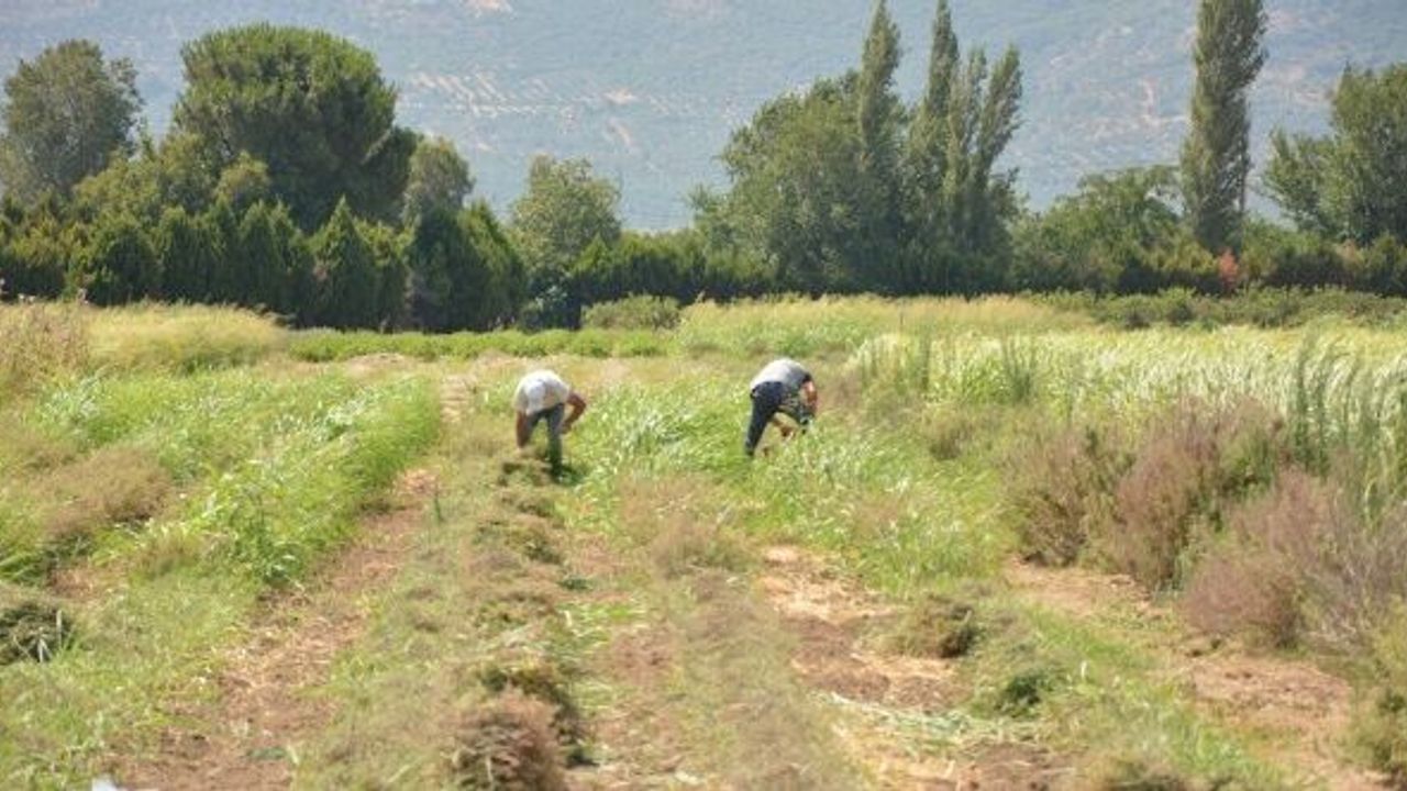 BAÇEM yetiştirdiği bitkilerle bitki bilimine örnek oluyor