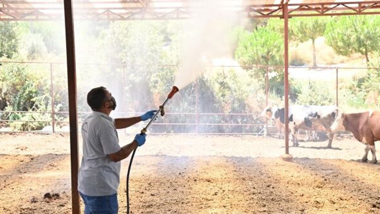 Manisa Sarıgöl’de Akabane Hastalığına Karşı İlaçlama