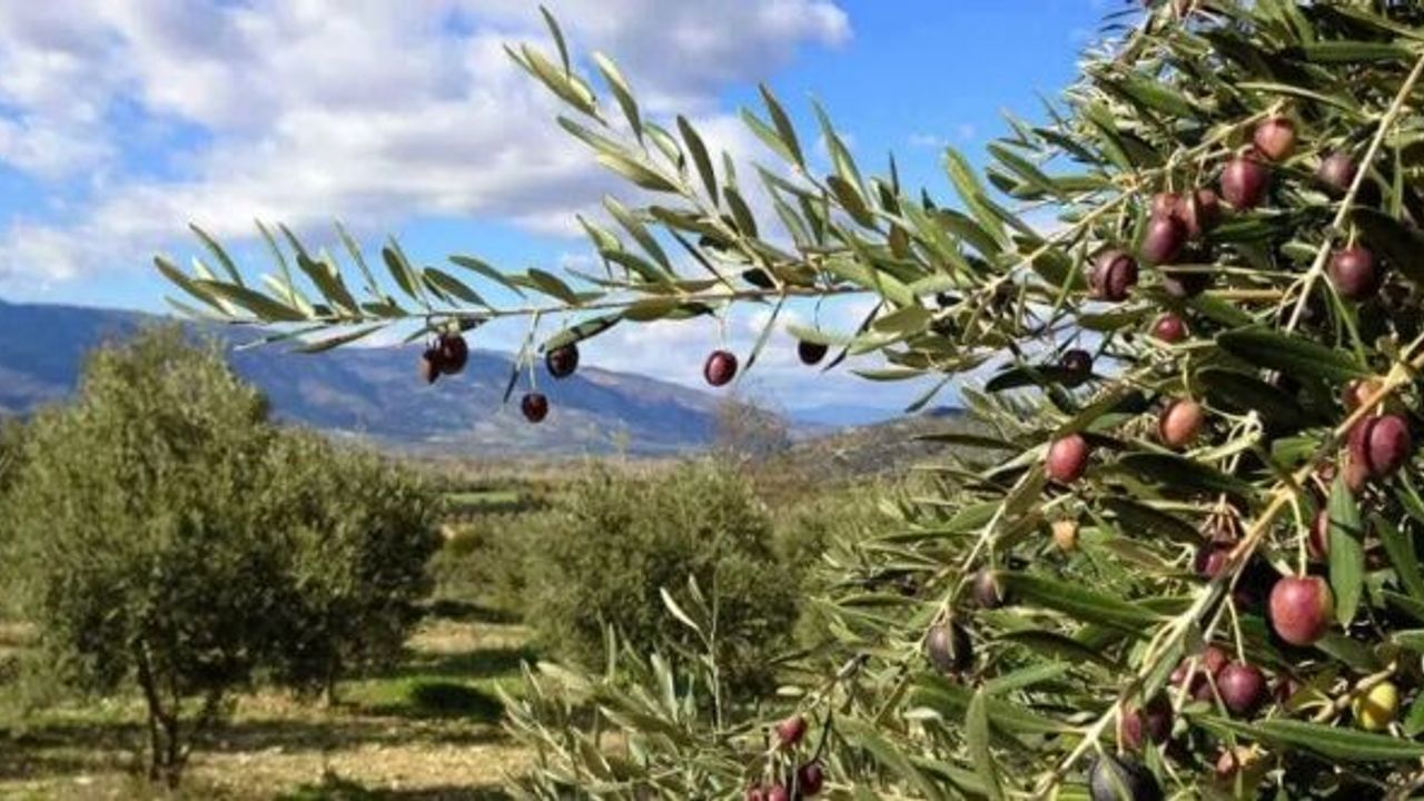 Zeytinlikler için son saatler: İlk 11 madde Meclis'te kabul edildi