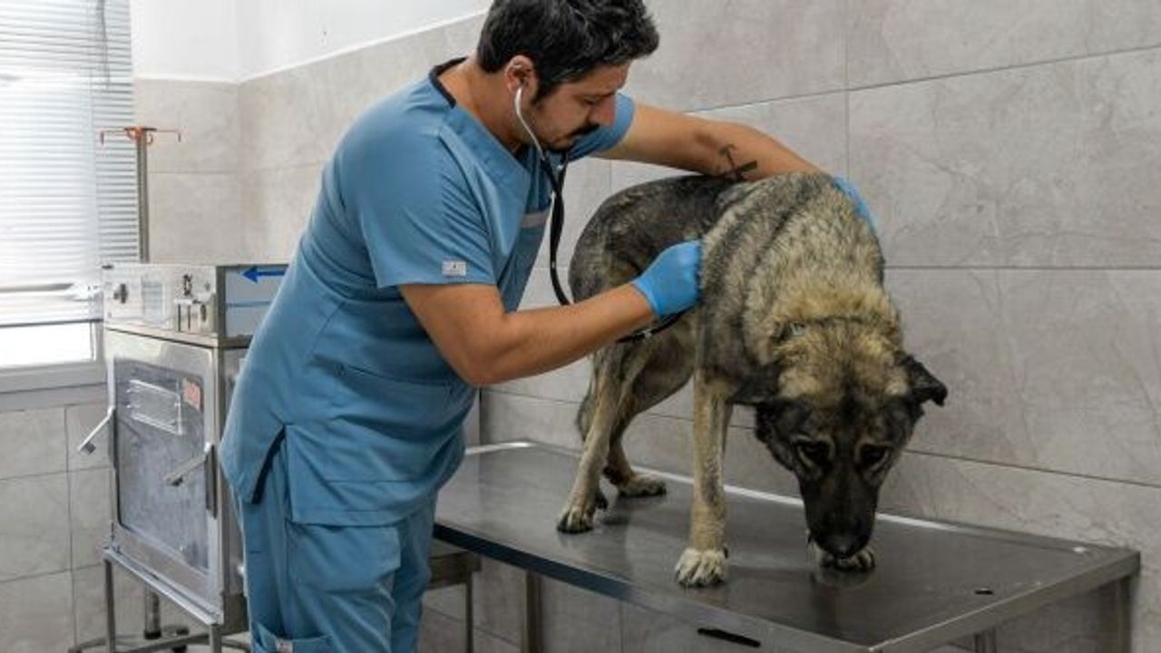 İzmirli hayvansever Çörekçi’nin emanetlerine İzmir Büyükşehir Belediyesi sahip çıktı