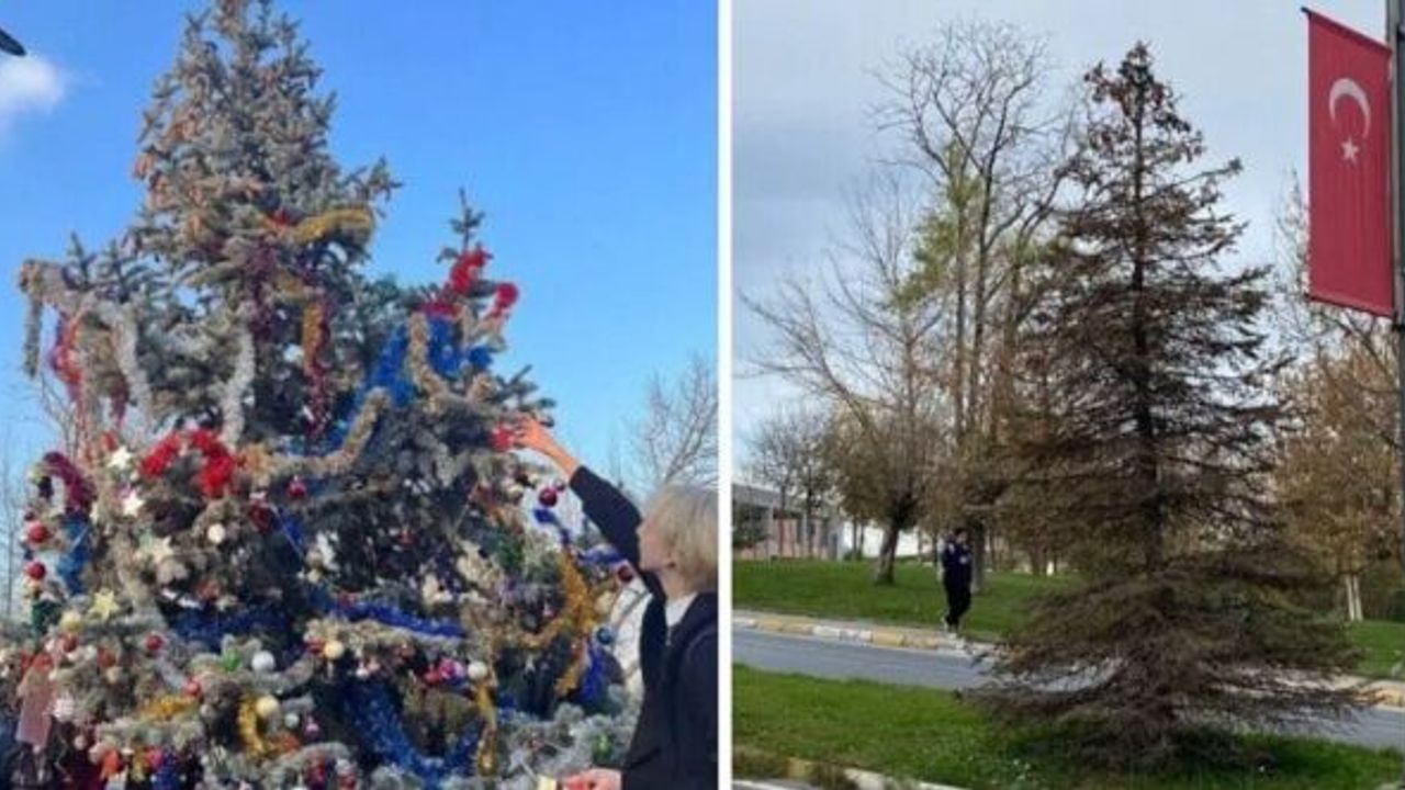 Yıldız Teknik Üniversitesi'nde öğrencilerin yılbaşı ağacını kezzap atıp kuruttular