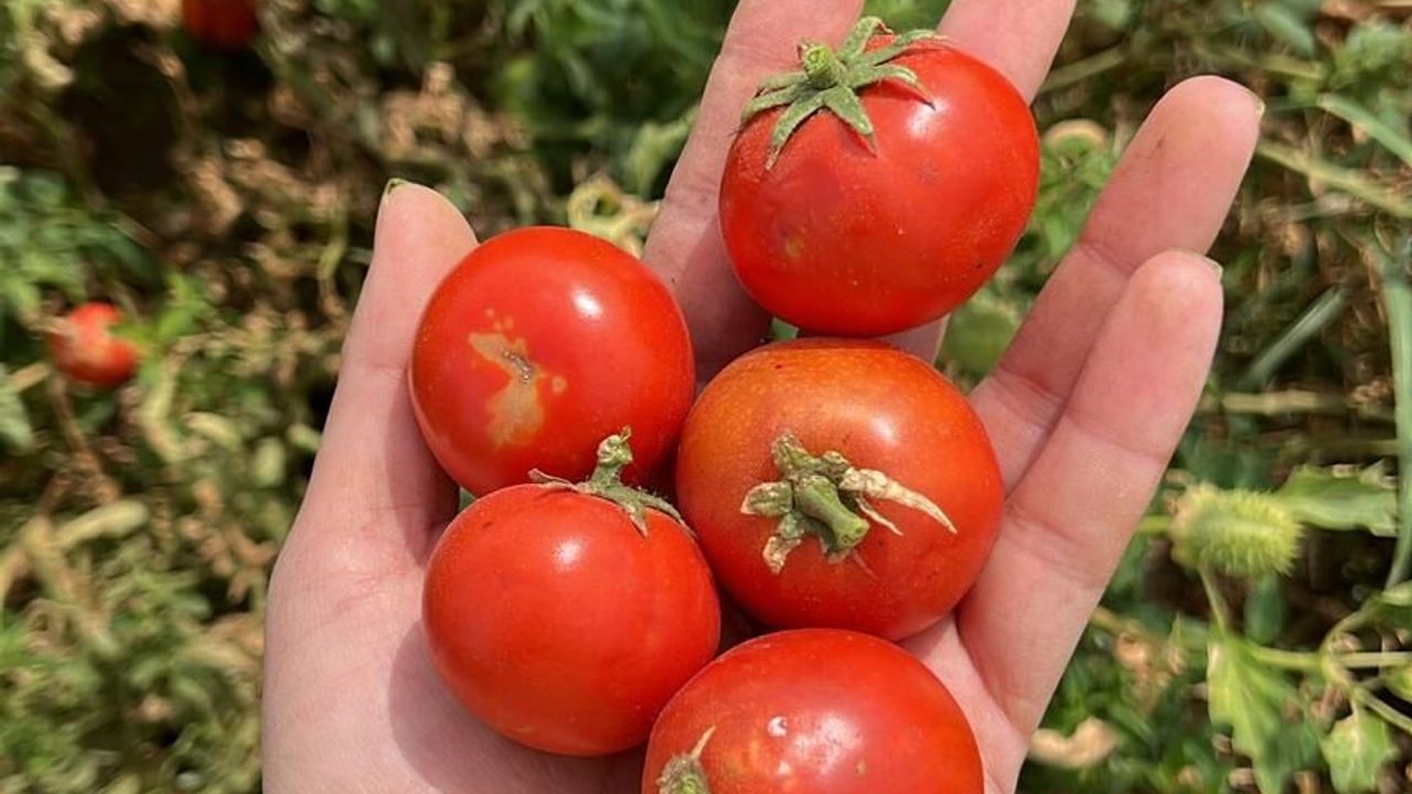 Balıkesir Büyükşehir Belediyesi, Ata Tohumları ile envanterini güçlendiriyor
