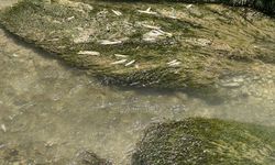 CHP'li Karasu, Tohma Çayı'ndaki toplu balık ölümlerini Meclis gündemine taşıdı