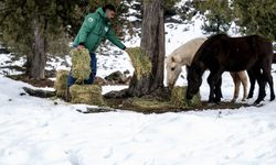 Mersin Büyükşehir ekipleri Toroslardaki yılkı atlarını besledi