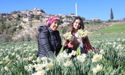 Mersin Büyükşehir'in nergis projesi kırsal kalkınmaya destek oluyor