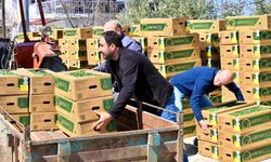 Gördes’te Üreticinin Yüzü Güldü: 73 Bin Domates Fidesi Toprakla Buluşuyor