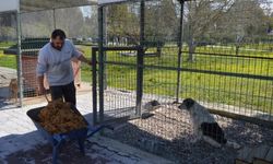 Konyaaltı'nda sokak hayvanları için örnek proje