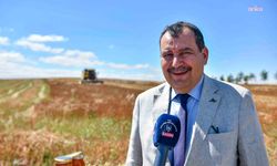 Ata Çiftliği'nde Karabuğday Hasadı