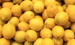 Limonda pestisit alarmı