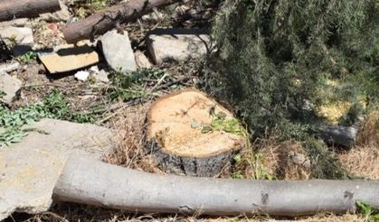 AKP'li belediyenin ağaç katliamına tepki!