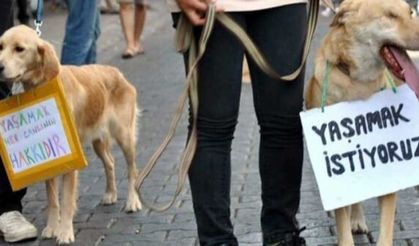 Konya'daki barınakta hayvanların öldürülmesiyle ilgili 2 gözaltı