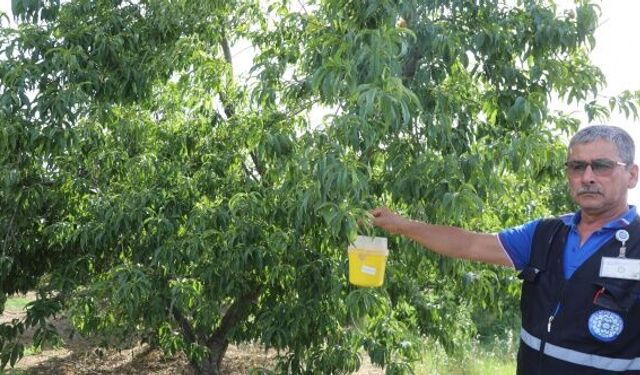 Muğla'da narenciye ihracatına Büyükşehir desteği