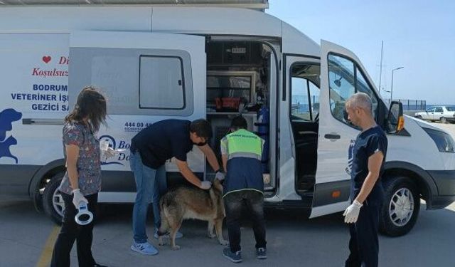 Bodrum Belediyesi'nden 3 bin 738 sokak hayvanına müdahale