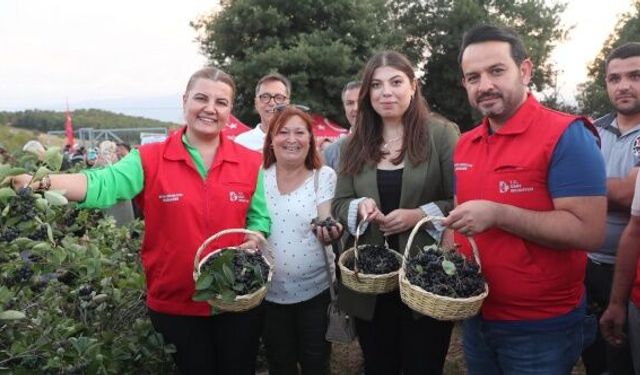 İzmit’te Aronya Hasadı Coşkusu
