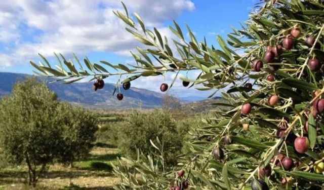 Zeytinlikler için son saatler: İlk 11 madde Meclis'te kabul edildi