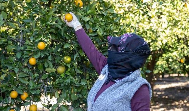 Mersin kan portakalı coğrafi işaret tescilini aldı