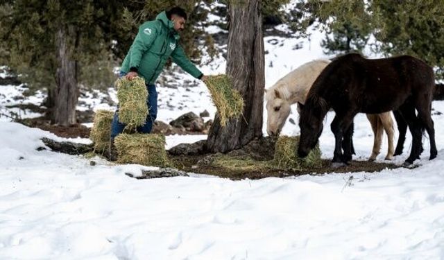 Mersin Büyükşehir ekipleri Toroslardaki yılkı atlarını besledi