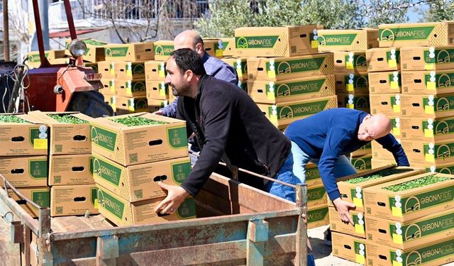 Gördes’te Üreticinin Yüzü Güldü: 73 Bin Domates Fidesi Toprakla Buluşuyor