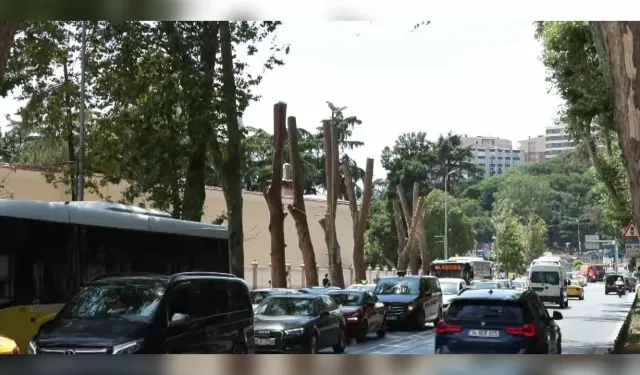 Beşiktaş’taki tarihi çınarlar için 'kanser' uyarısı: İBB ekipleri harekete geçti