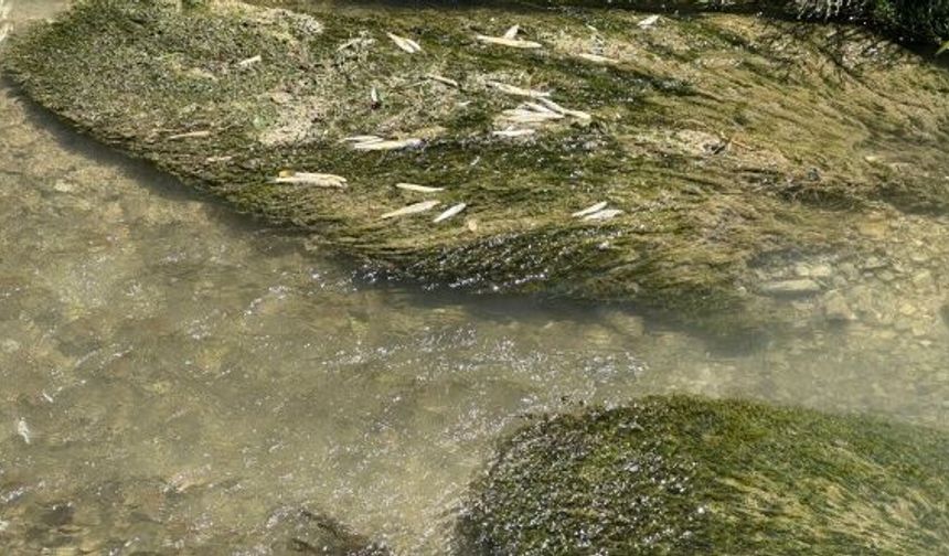 CHP'li Karasu, Tohma Çayı'ndaki toplu balık ölümlerini Meclis gündemine taşıdı