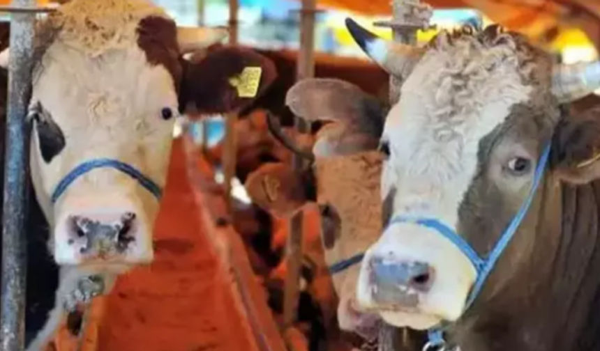 CHP'li Ün: "Büyükbaş hayvan sayısı ithalata rağmen düşüyor"