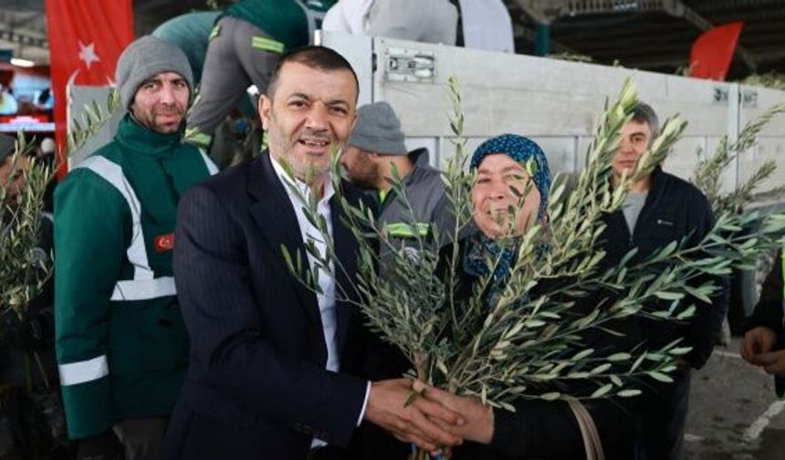 Denizli Büyükşehir’den üreticiye 84 bin sertifikalı zeytin fidanı