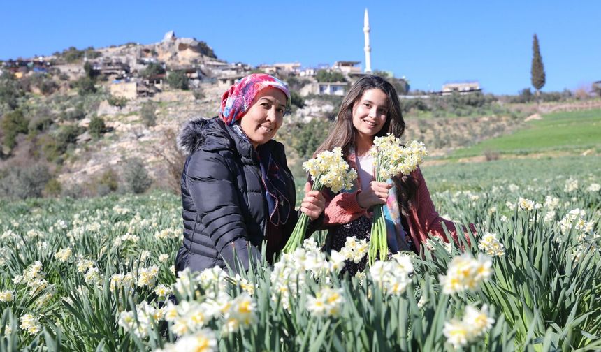 Mersin Büyükşehir'in nergis projesi kırsal kalkınmaya destek oluyor
