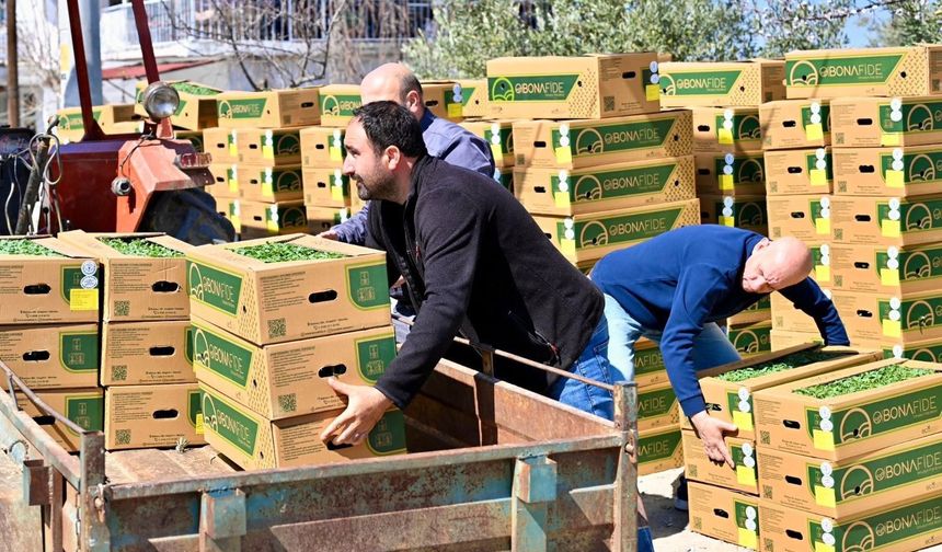 Gördes’te Üreticinin Yüzü Güldü: 73 Bin Domates Fidesi Toprakla Buluşuyor