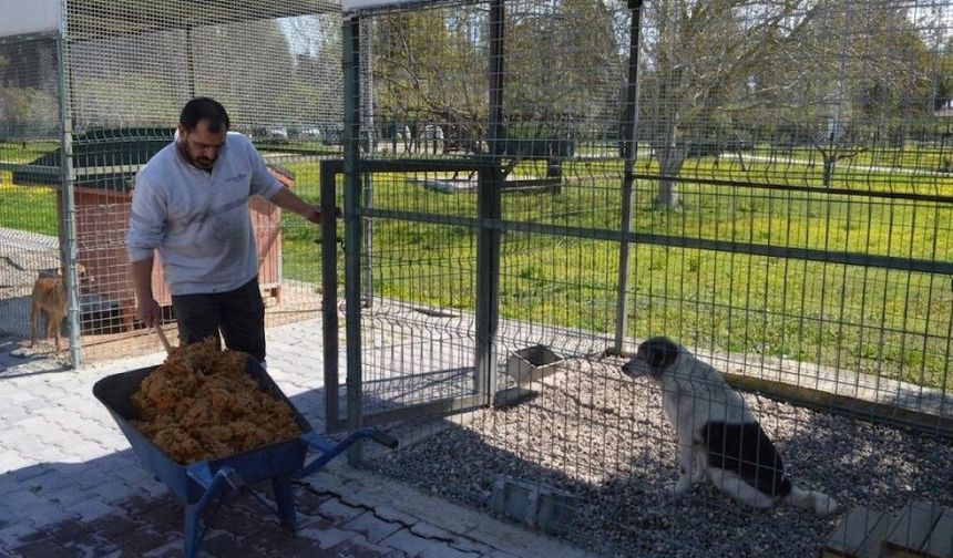 Konyaaltı'nda sokak hayvanları için örnek proje
