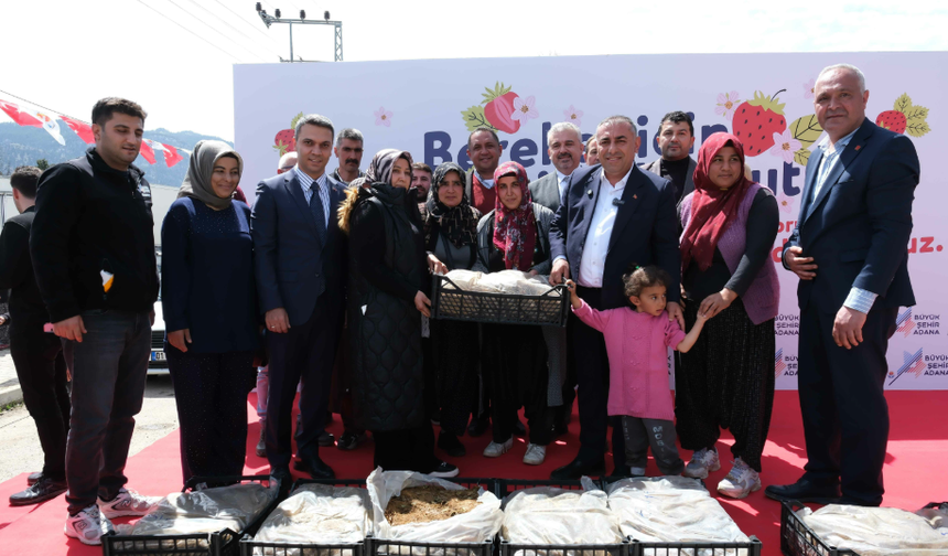 Pozantılı üreticiye 900 bin çilek fidesi daha dağıtıldı