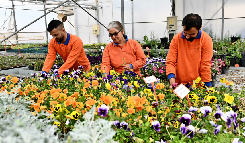 Çiçek Desenleri Günleri için 130 bin çiçek yetiştiriliyor