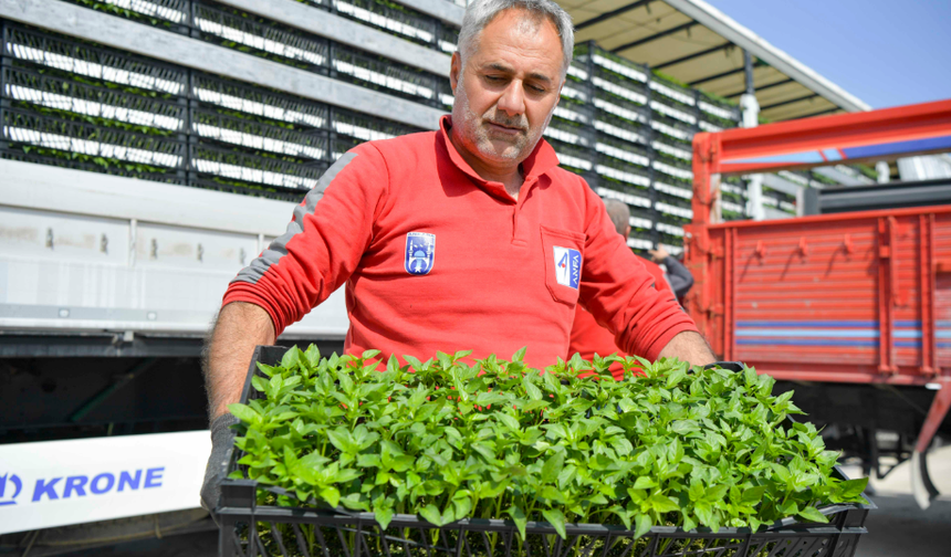 Ankara Büyükşehir'den 8 ilçede erkenci fide desteği