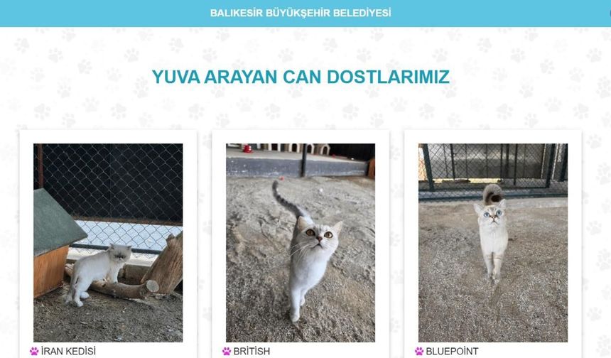 Binlerce can dost yuvalarına kavuştu