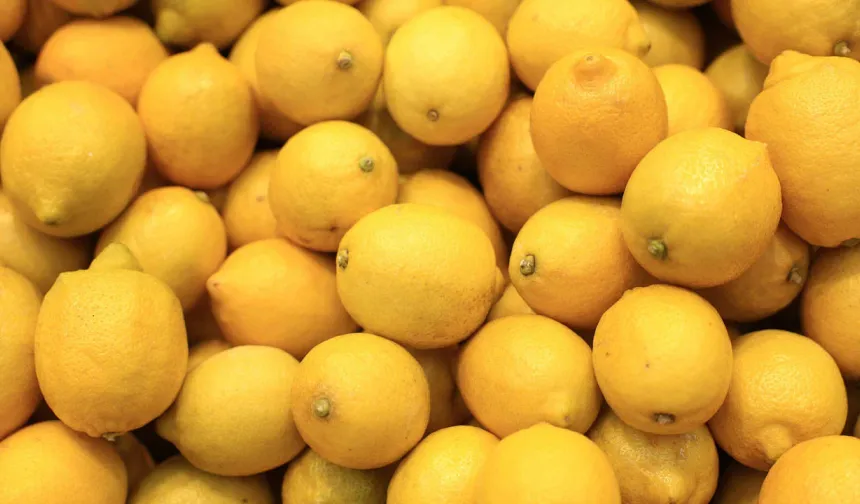 Limonda pestisit alarmı